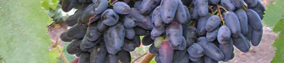Спелые плоды винограда Памяти Дженеева