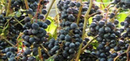 Спелые плоды винограда сорта памяти Домбковской на кисти
