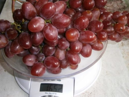 Вес крупной грозди гибридного винограда сорта Парижанка