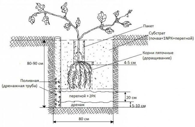 Схема и размеры стандартной ямы для посадки столового винограда