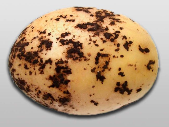 Ризоктониоз картофеля, выраженный в появлении черных пятен и язв