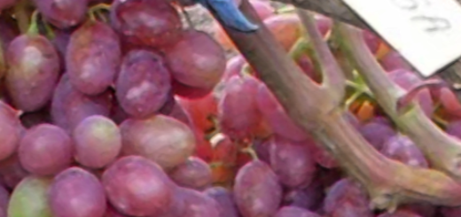 Спелые плоды на грозди вблизи винограда сорта Румба