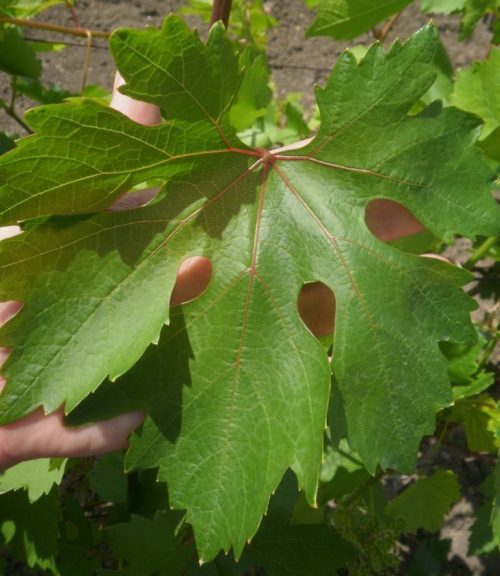 Лист винограда гибридного сорта Румба крупным планом
