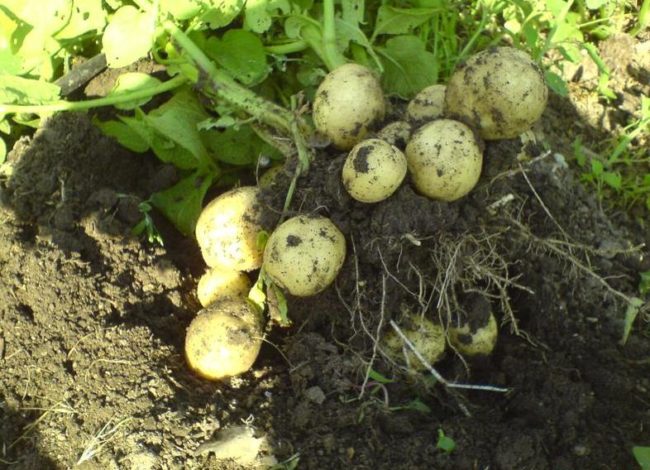 Выкопанный куст картошки Гала с плодами средних размеров