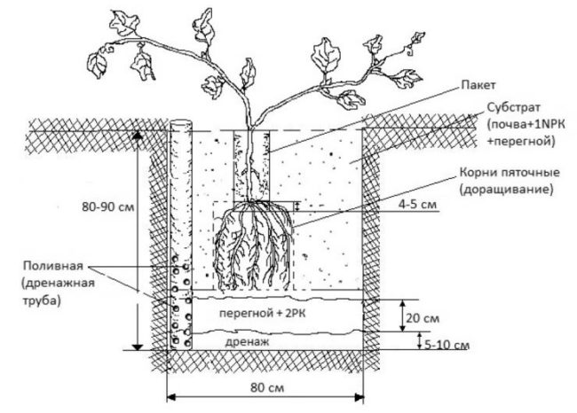 Схема устройства посадочной ямы для винограда с трубой прикорневого полива