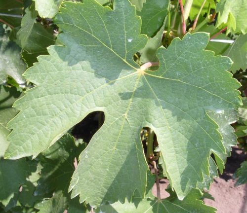 Лист винограда с глубокими вырезами гибридного сорта Тимур