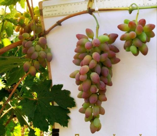 Длинная гроздь винограда Тимур Розовый в начале окрашивания плодов