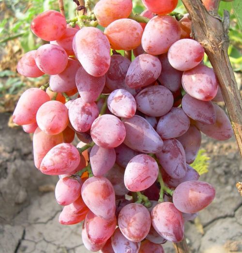 Крупная гроздь винограда сорта Тимур Розовый