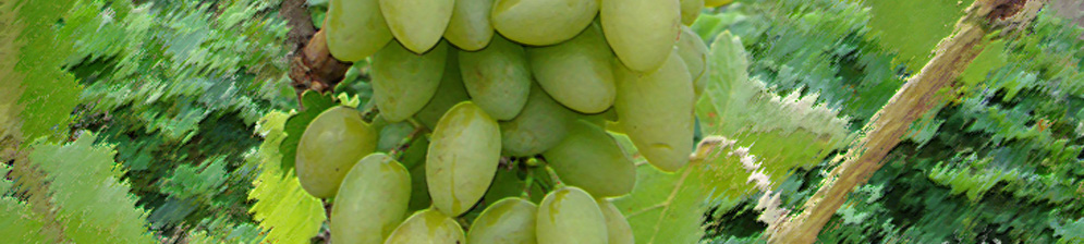Спелые плоды сорта винограда Тимур зелёный