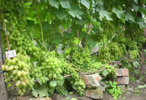 Взрослый куст винограда сорта Тимур с гроздьями созревающих ягод