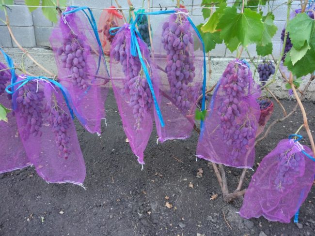 Кисти спелого винограда в защитных капроновых мешочках с завязками