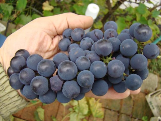 Кисть спелых ягод винограда темно-синего окраса технического сорта Альфа