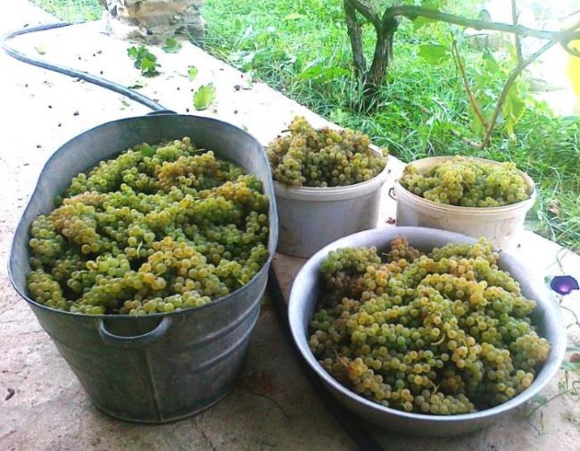 Урожай винограда технического сорта Бианка в ведрах и в большом корыте
