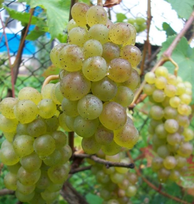 Кисти спелого винограда сорта Бианка с плодами шаровидной формы и средних размеров