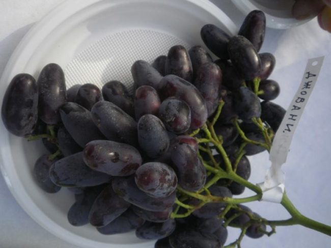 Гроздь спелого винограда гибридной формы Джованни на белой тарелке