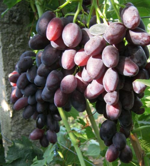 Две грозди спелых ягод столового винограда сорта Джованни