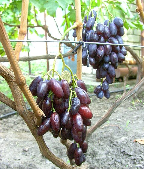 Виноградная лоза с гроздьями созревающих плодов столового сорта Джованни