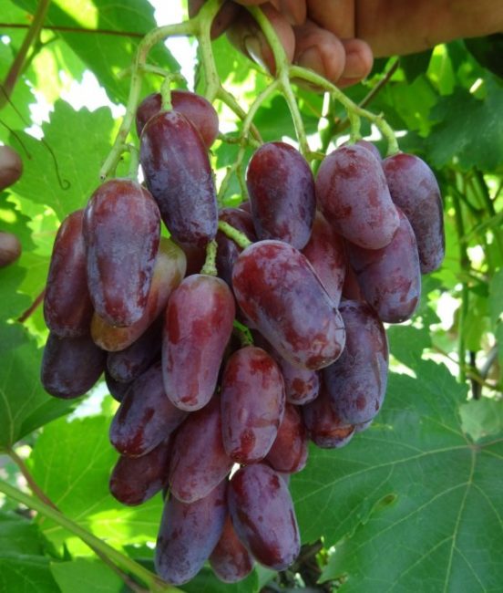 Кисть гибридного винограда столового сорта Джованни с ягодами сиренево-фиолетового цвета