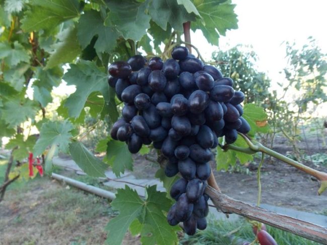 Увесистая гроздь винограда столового сорта Джованни с плодами темно-фиолетового окраса