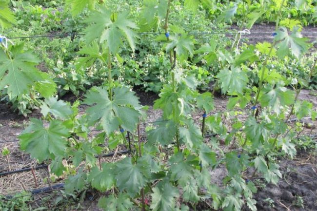 Молодые стебли с зелеными листьями винограда столового сорта Джованни