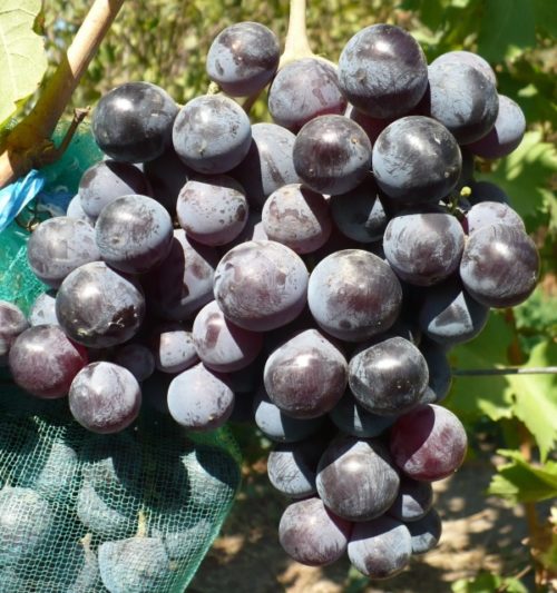 Гроздь винограда столового сорта Фараон с крупными плодами темно-фиолетового окраса