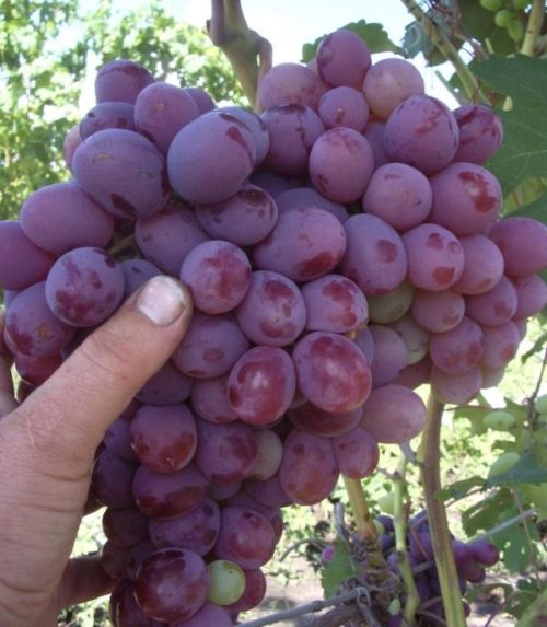 Крупная гроздь гибридного винограда сорта Юпитер американской селекции