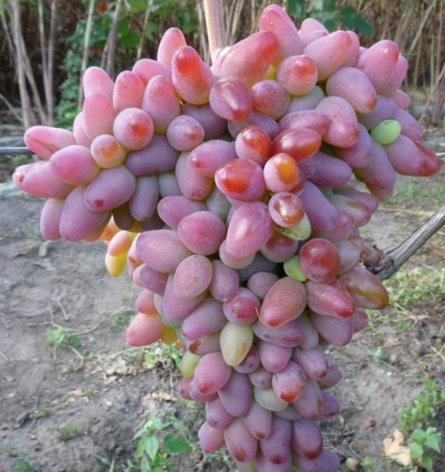 Кисть винограда сорта Оригинал розовый с вытянутыми ягодами