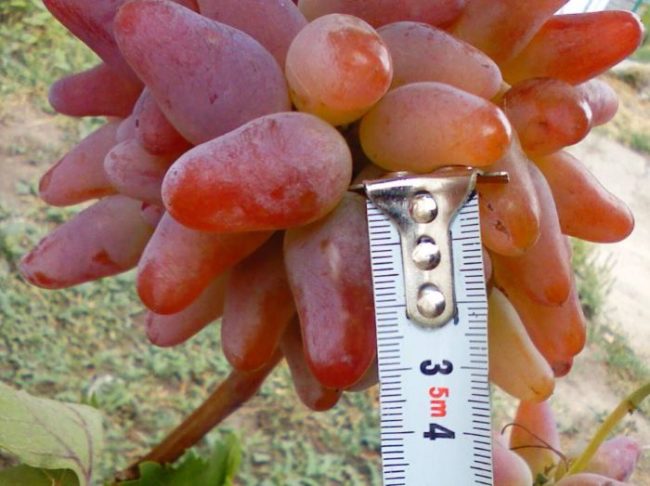 Размер спелой ягоды гибридного винограда сорта Оригинал Розовый