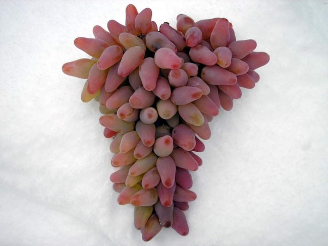 Большая гроздь оригинального гибридного столового винограда с розовыми ягодами
