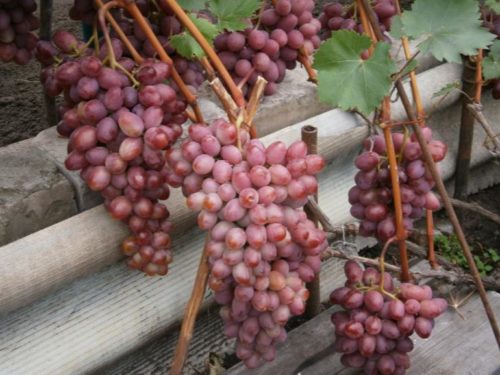 Грозди столового винограда сорта Парижанка селекции Панченко