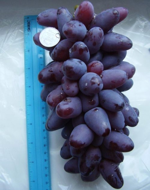 Длина кисти винограда гибридного сорта Ромео и пластиковая линейка