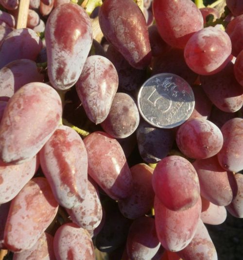 Ягоды винограда вытянутой формы и розово-красного окраса