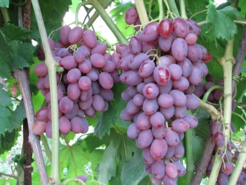 Грозди столового винограда сорта Румба селекции Капелюшного