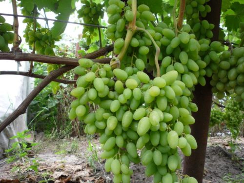 Грозди винограда сорта Тимур с зеленоватыми ягодами в начале созревания