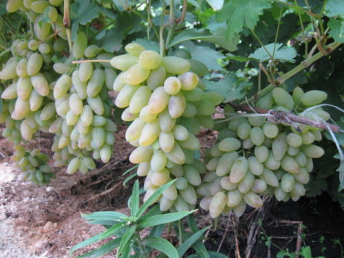 Виноградная лоза гибридной формы Тимур под нагрузкой