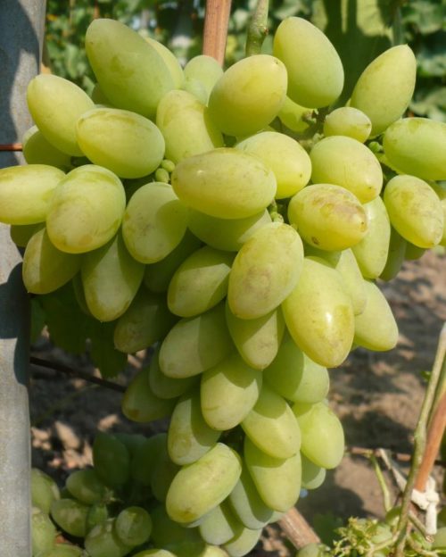Гроздь гибридного винограда столового сорта Тимур