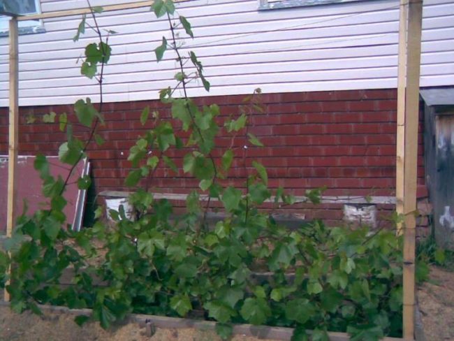 Куст винограда на деревянной шпалере вдоль капитальной стены жилого дома