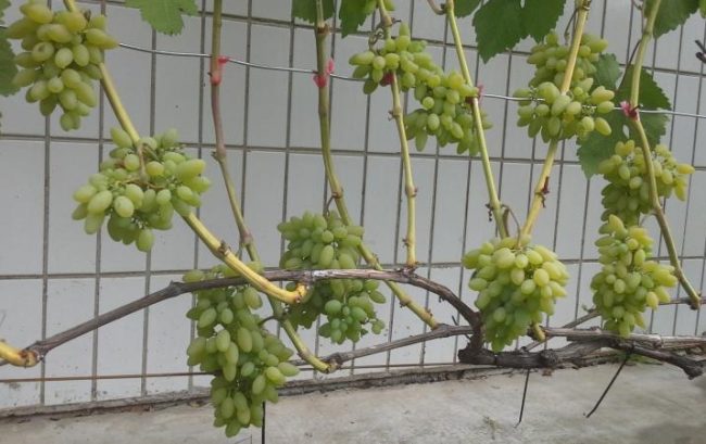 Виноградная лоза сорта Тимур под нормированной нагрузкой в три грозди на стебель
