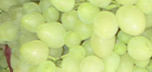 Виноград сорта Зарница спелые плоды