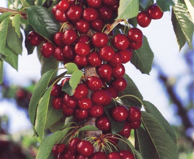 Ветка черешни сорта Лапинс, усыпанная большим количеством созревающих плодов