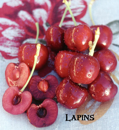Разрезанные плоды черешни сорта Лапинс с сочной мякотью красноватого оттенка