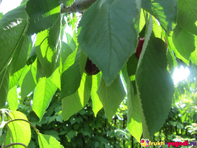 Плоды на молодой черешне и зелёные листья