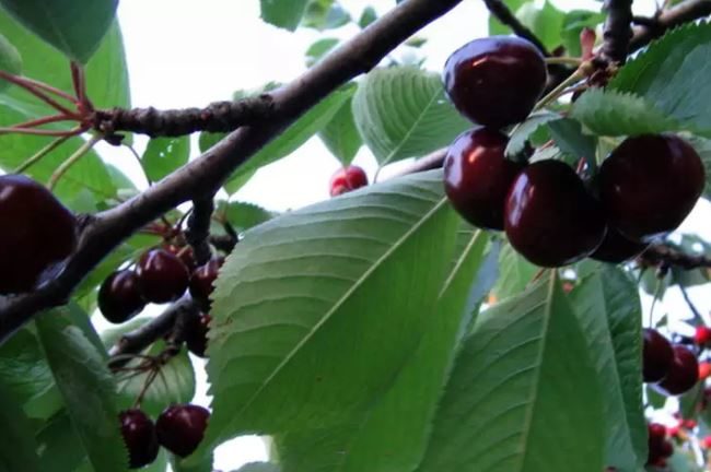 Спелые плоды садовой черешни сорта Дайбера Черная в стадии полной спелости