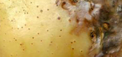 Клубень картошки поражённый фитофторой