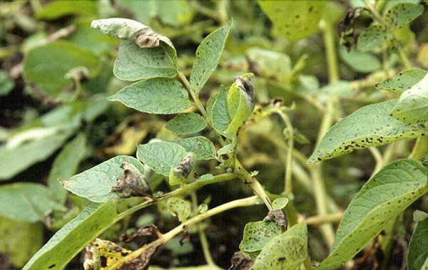 Зеленые листья картофеля с маленькими черными пятнами от грибкового заболевания фитофтора