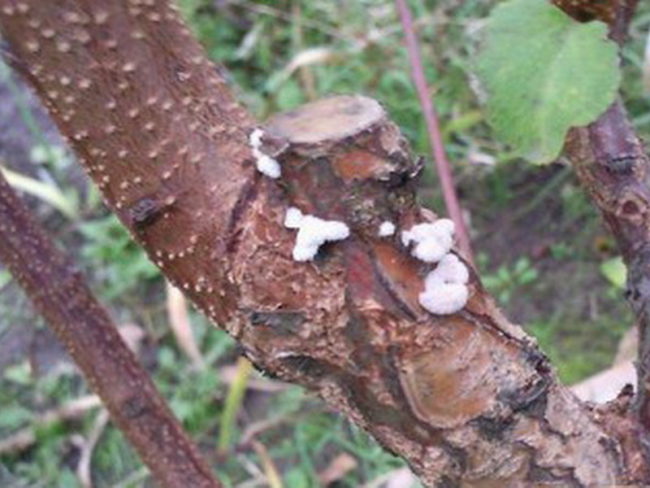 Ствол взрослого деревца черешни с небольшими белесыми грибками