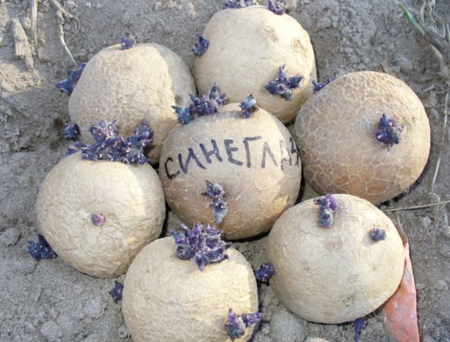 Картофелины сорта Синеглазка с фиолетовыми ростками, подготовленные для посева