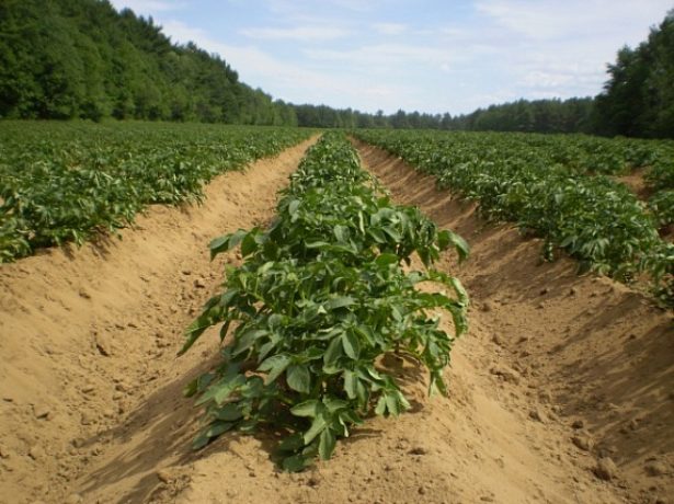 Ряды картофеля сорта Коломбо на песчаном поле плодоовощного хозяйства