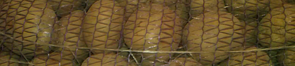 Клубни картошки Коломбо в транспортировочной сетке