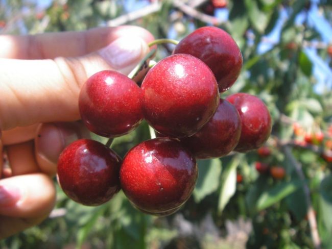 Несколько спелых ягод черешни сорта Краснодарская Ранняя в руке садовода